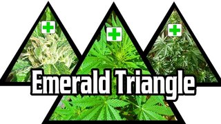 emerald triangle cannabis